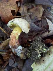 Caloboletus inedulis