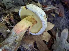 Caloboletus inedulis