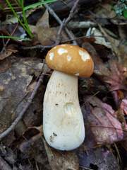 Boletus nobilissimus