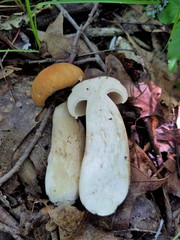 Boletus nobilissimus