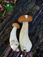 Boletus nobilissimus