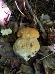 Boletus nobilissimus