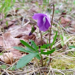 Viola brittoniana