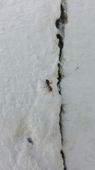 Formica