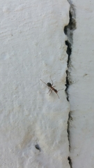 Formica