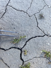 Plagiobothrys leptocladus