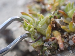 Plagiobothrys leptocladus