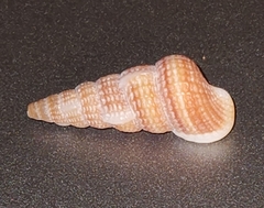 Potamididae