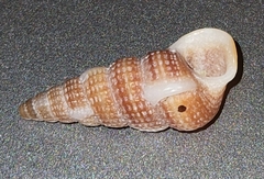 Potamididae