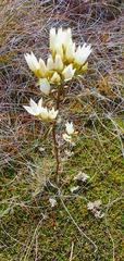 Gentianella stellata