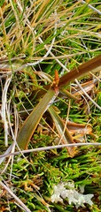 Gentianella stellata
