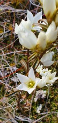 Gentianella stellata