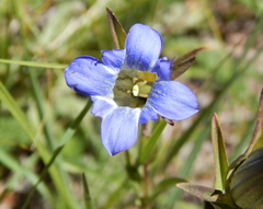 Gentiana parryi