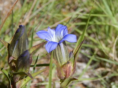 Gentiana parryi