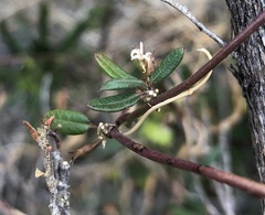 Metastelma arizonicum