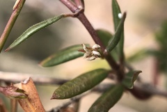 Metastelma arizonicum