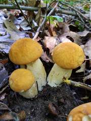 Boletus nobilissimus