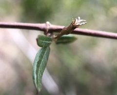 Metastelma arizonicum