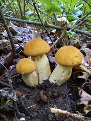 Boletus nobilissimus