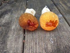 Boletus nobilissimus