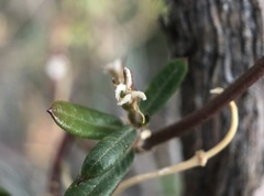 Metastelma arizonicum