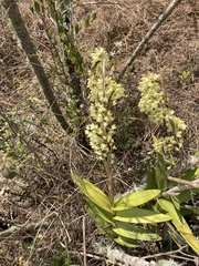 Epidendrum ruizianum