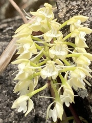 Epidendrum ruizianum