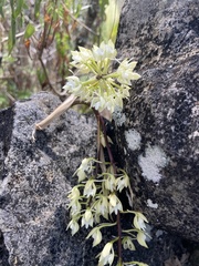 Epidendrum ruizianum