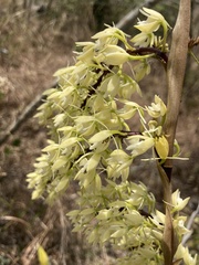 Epidendrum ruizianum