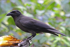 Corvus jamaicensis
