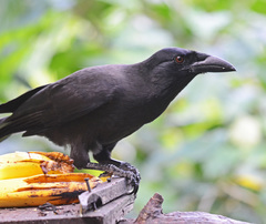 Corvus jamaicensis