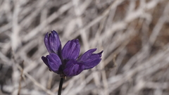 Dipterostemon capitatus capitatus