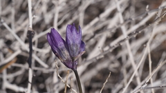Dipterostemon capitatus capitatus