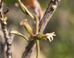 Metastelma arizonicum