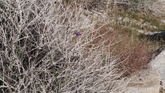 Dipterostemon capitatus capitatus