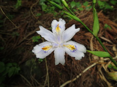Iris japonica