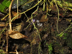 Ramariopsis pulchella image