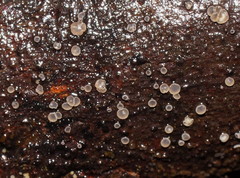 Dermateaceae