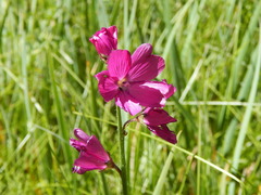 Sidalcea neomexicana