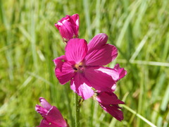Sidalcea neomexicana