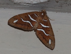 Chaetolopha niphosticha