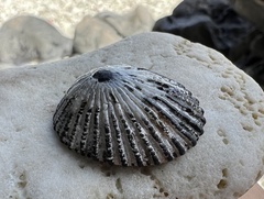 Cellana radians