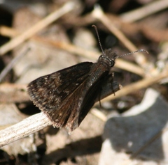 Erynnis lucilius