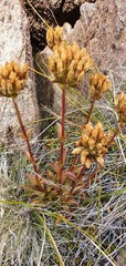 Gentianella impressinervia