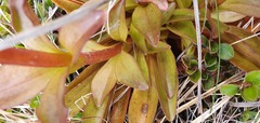 Gentianella impressinervia