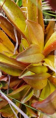 Gentianella impressinervia