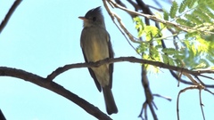Contopus pertinax