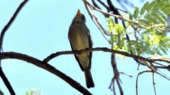 Contopus pertinax