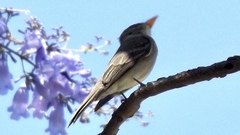 Contopus pertinax