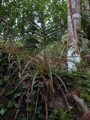 Lemeltonia monadelpha